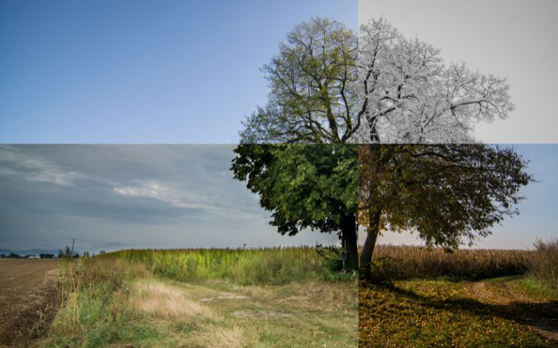 image of a tree split in four frames showing it in spring, summer, fall and winter